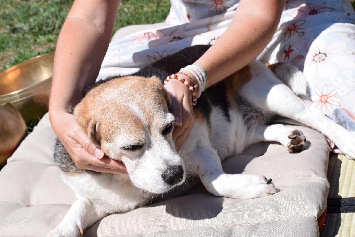 Reiki animal